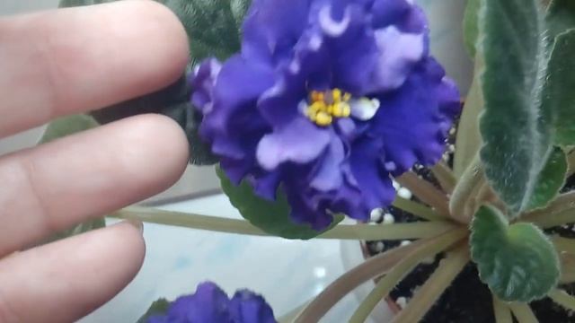 Фиалка НК Водограй (спорт) смотреть онлайн