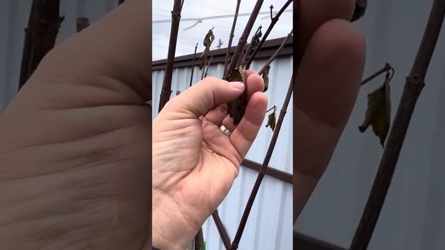 Гортензии на штамбе смотреть онлайн