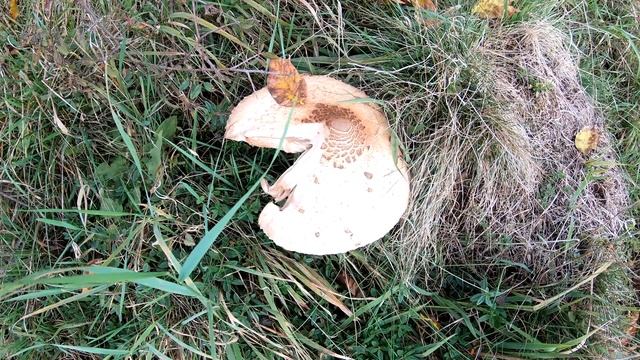 ?Riesenschirmlinge in unseren stillgelegten Flächen - Parasolpilze und Zitzen-Riesenschirmlinge - 4 смотреть онлайн