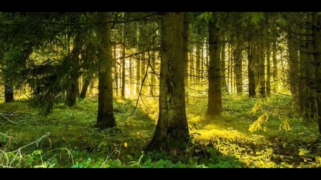 Звуки Природы - Живой Лес Шум Листвы, Дождя, Пение Птиц !!!! смотреть онлайн