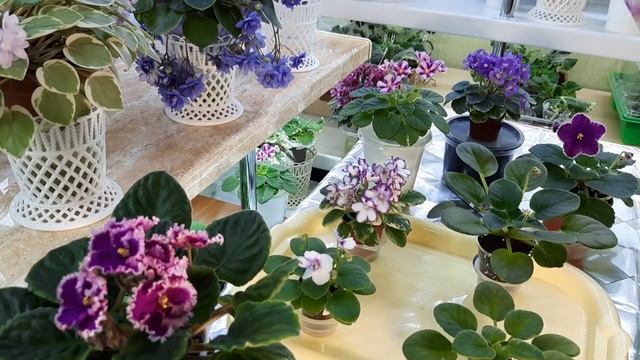 Когда детку фиалки первый раз пересаживать? Переводить в стартёры? Пересаживать из 100гр. стакана? смотреть онлайн