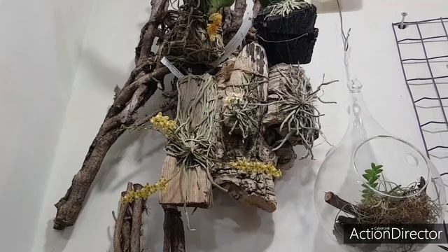 Орхидеи Chiloschista Зимой-Уход и Цветение? смотреть онлайн