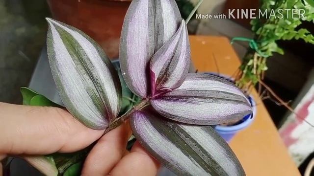 Indoor plants that sucks a lot of water/Extra thirsty plants. смотреть онлайн