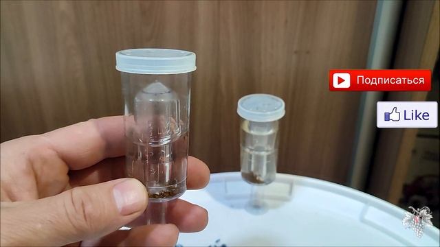 Мошка в квартире! Выход есть – избавляемся от дрозофилы! смотреть онлайн