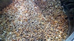 Начинаю грибной сезон. Выращиваем мицелий вешенки - легко и просто - без лишних заморочек