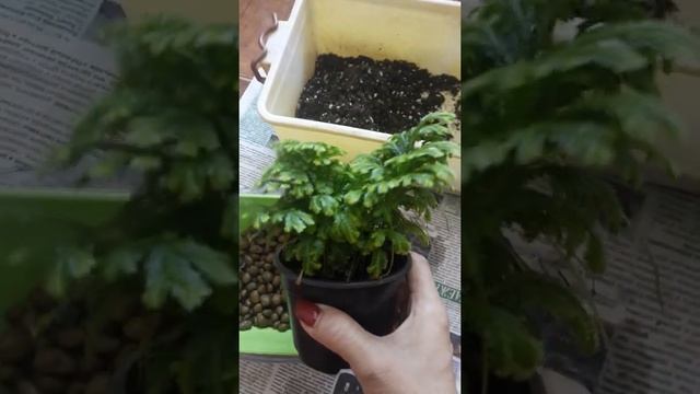 Селагинелла/моя новинка