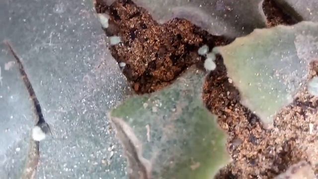 Kalanchoe Millotii:Fazendo Mudas