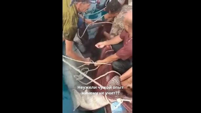 Акула в Хургаде 2023. Погиб Парень 23-х Лет..