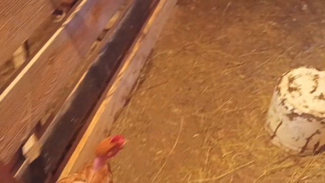 Переработка мяса/Напугала мужа/Зима на Урале/Оставляем  бычка/Меняем телку/Полуфабрикаты.