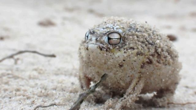 Лягушка мяукает - Worlds Cutest Frog Desert Rain Frog смотреть онлайн