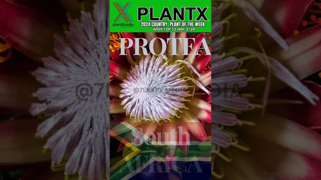 KING PROTEA FLOWER SOUTH AFRICA FULL смотреть онлайн