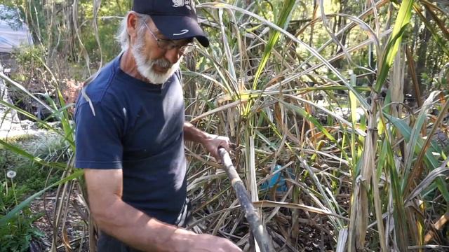 🌾 Learn How to Grow Sugar Cane in Your Backyard for a Fun Family Adventure! 🌱🌞 смотреть онлайн