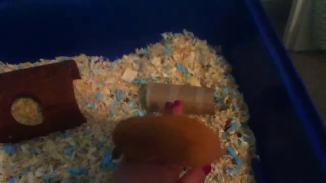 DIY fun and easy hamster playground! смотреть онлайн