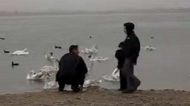 Лебеди у моря смотреть онлайн