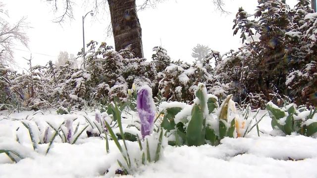 WEB EXTRA: Snow Covers Flowers смотреть онлайн