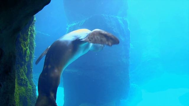 ABCs For Kids | Alphabet Sounds | Phonics Letter Z | English ABCs And Phonics For Kids