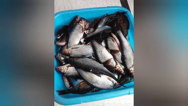 Рыба 🐠🐋🐟 разная. смотреть онлайн