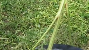Приобрёл ручную косу . Испытания и советы.