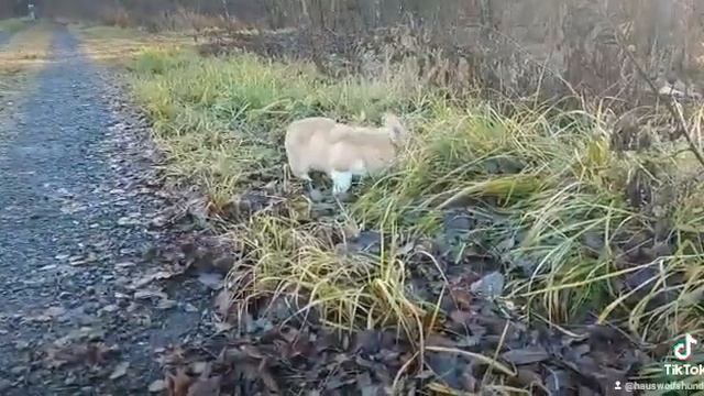 Питомник Фом Хаус Вольфсхунд ?Haus-wolfshund.ru ?@haus_wolfshund ?Щенки Вельш Корги Пемброк смотреть онлайн