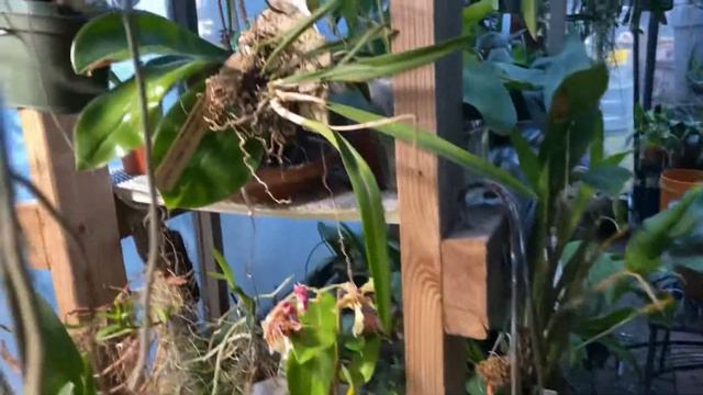 FRIDAY’S MOST FRAGRANTEST ORCHID IN MY COLLECTION…right now смотреть онлайн