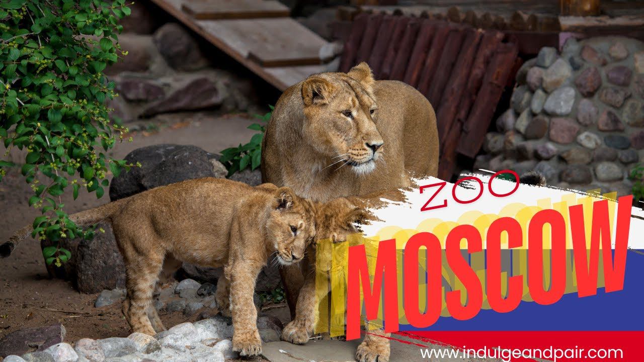 Experience the Moscow Zoo смотреть онлайн