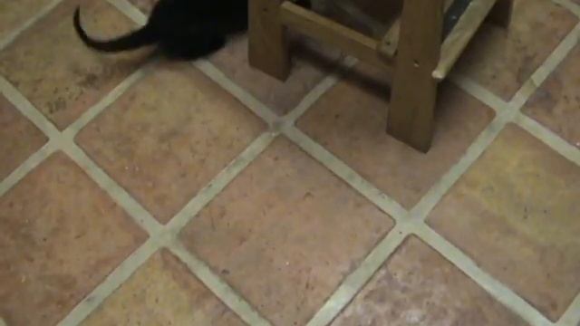 happy kitten play смотреть онлайн