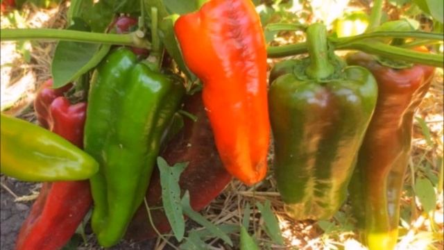 САМЫЕ УРОЖАЙНЫЕ КРАСНЫЕ ПЕРЦЫ смотреть онлайн