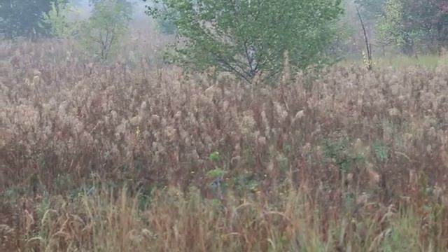Благородный олень, 27.09.2015 смотреть онлайн