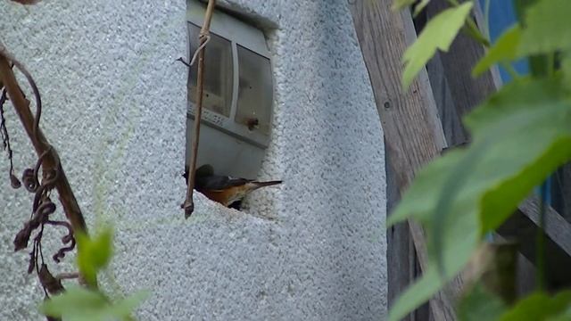 Обыкновенная горихвостка. Наблюдение за птицами. Дикие птицы. Певчие птицы. Phoenicurus phoenicurus смотреть онлайн