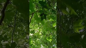 "Старый клен" Александр Бардин( группа "САДко")