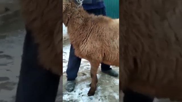 0777 335 545,0502335545 Козу Кочкорлор сатылат Арашан парода доставка бар бардык адрес Токтогулда смотреть онлайн