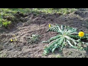 В чём отличие одуванчиков и мать-и мачехи