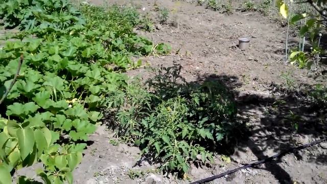 Выращивание помидор. Сад и огород. смотреть онлайн