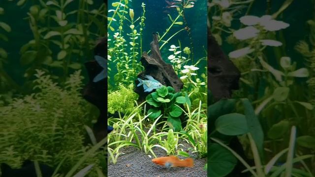 Бриллиантовые тетры красивые рыбки #аквариумистика #aquarium #аквариумныерыбки #aquascape #аквариум смотреть онлайн