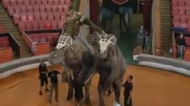 Цирк созвездие марго смотреть онлайн