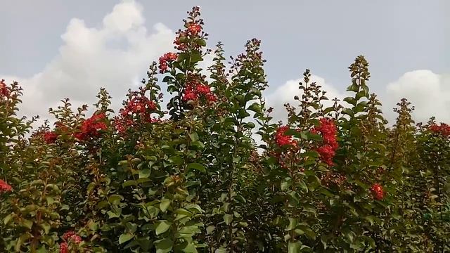 Lagerstroemia indica red flowering.... смотреть онлайн
