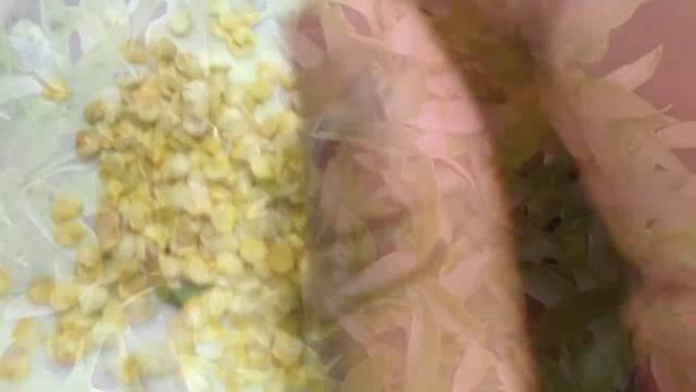 #capsicum growing from #seeds easily at home |easy way to grow Bell peppers ? at home смотреть онлайн