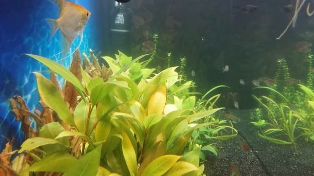 Скалярии родостомусы и боции клоуны смотреть онлайн