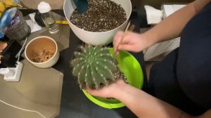 Кактус Эхинопсис, переукоренение, омоложение, обрезка корня, посадка