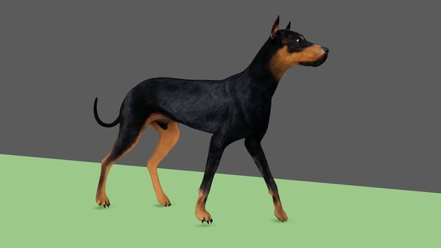 Dog walking to gallop | 3D animation смотреть онлайн