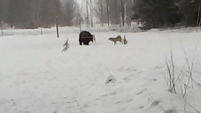 испытание ЗСЛ по медведю смотреть онлайн