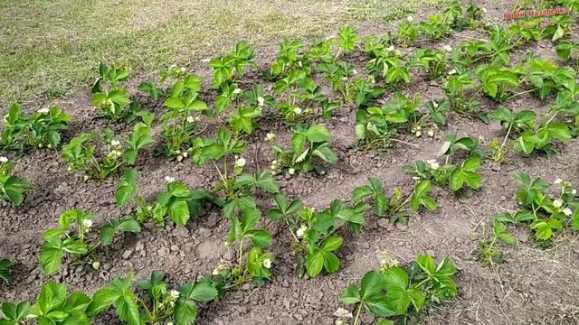 НАСАДКА КУЛЬТИВАТОР НА МОТОКОСУ (БЕНЗОКОСУ ) В РАБОТЕ смотреть онлайн