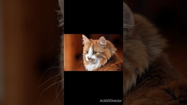 Привет давайте попробуем до нового года набрать 30 потпищиков я знаю что у нас получится смотреть онлайн