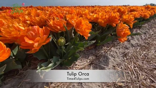 Tulip Orca | Time4Tulips.com