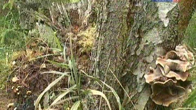 Govoryashie.kamni.(08.film.iz.12).2010. смотреть онлайн