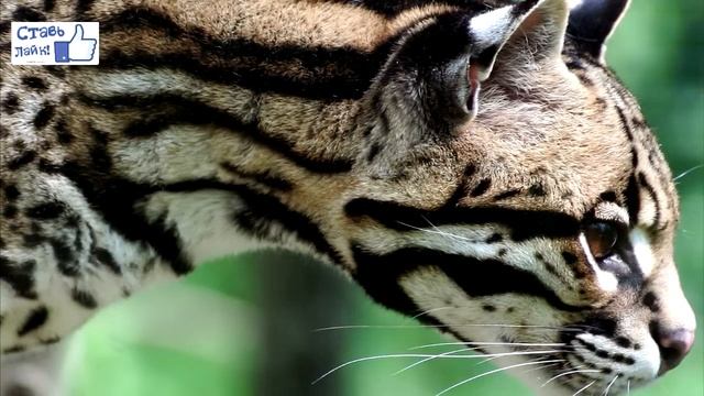 Оцелот/Ocelot смотреть онлайн