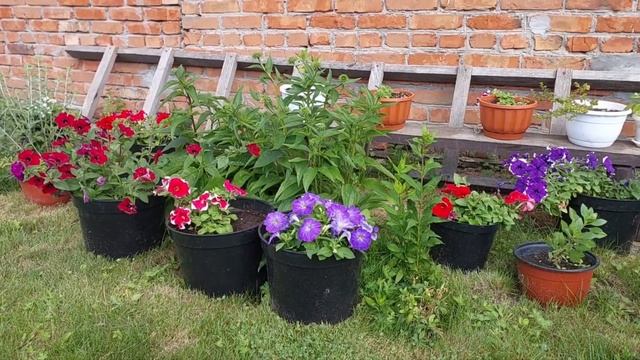 Сегодня: чем удобряю цветы что были прекрасными. Превращаю простую лестницу в элемент декора смотреть онлайн