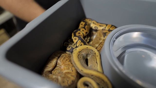 Face to face with a HUGE ball python смотреть онлайн