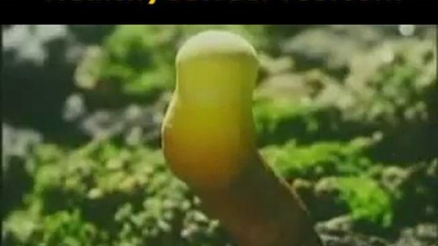 How Ganoderma Mushroom Works Spore Power Organo Gold Healthy Coffee Healthy Coffee Pros смотреть онлайн