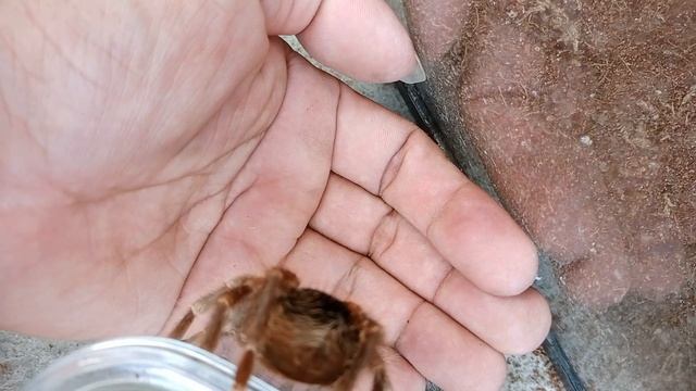 EXOTECH MAN AURATUM REHOUSE Brachypelma auratum смотреть онлайн